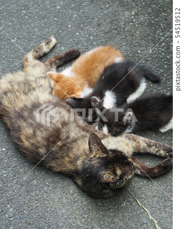 Stray cat, kitten, nursing 54519512