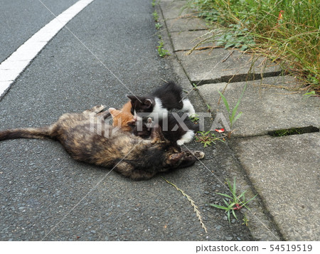Stray cat, kitten, nursing Stray cat, kitten, nursing 54519519