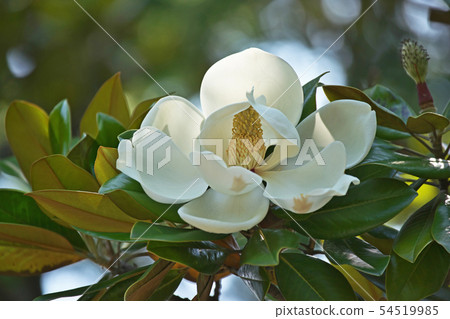 White Taisangbok flower 54519985