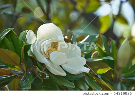 白色Taisangbok花 54519986