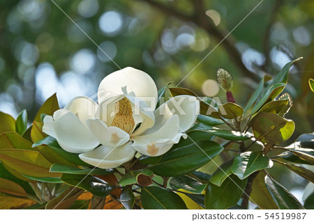 White Taisangbok flower 54519987