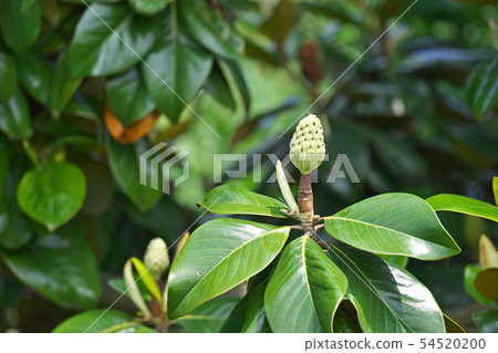 花後的Taisanboku Shibek 花後的Taisanboku Shibek 54520200