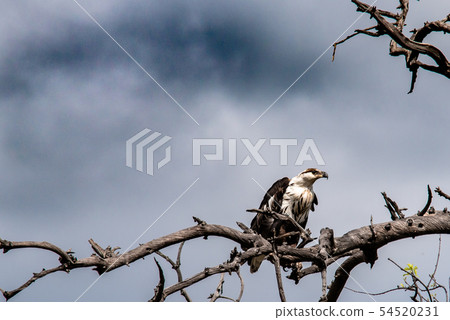 在樹的老鷹 54520231