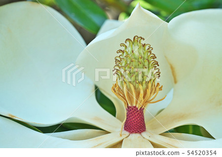 White Taisangbok flower White Taisangbok flower 54520354