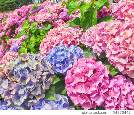 Suguk bigleaf hydrangea blooming in dadaepo, Suguk bigleaf hydrangea blooming in dadaepo, 54520442