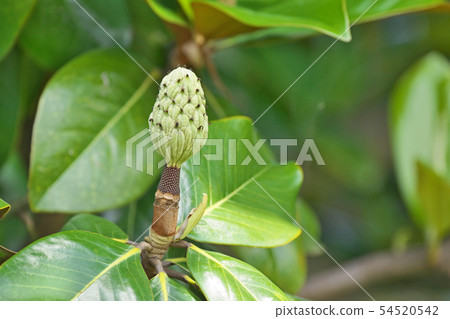 Shibek of Taisanboku after flower 54520542