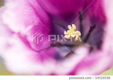 Fantastic close-up photo of fringe blooming tulip 54520596
