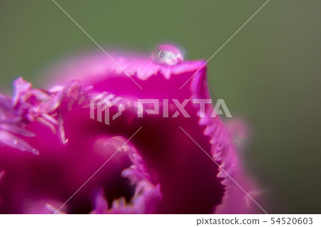 Fringed Saki tulips and raindrops Fantastic close-up photo 54520603