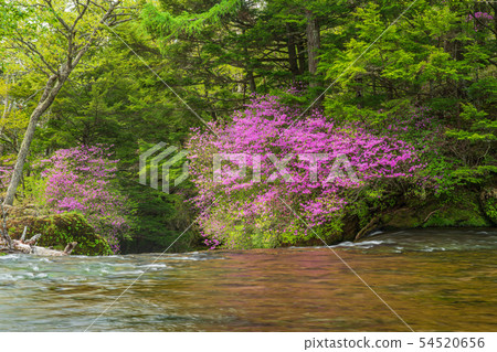 (Tochigi Prefecture) Beetle blossom blooms, Oku Nikko, Ryuto Falls, upstream 54520656