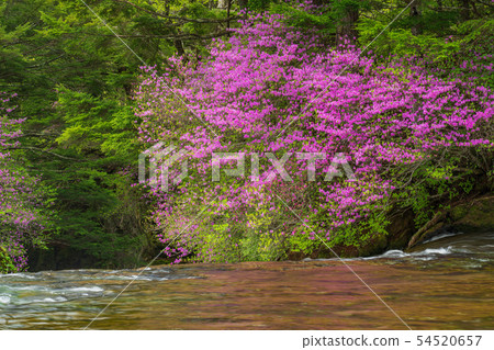 （櫪木縣）甲蟲開花，Oku Nikko，Ryuto瀑布，上游 54520657