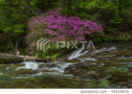 （櫪木縣）甲蟲開花，Oku Nikko，Ryuto瀑布，上游 54520658