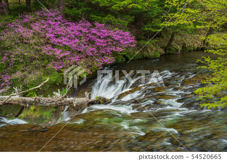 (Tochigi Prefecture) Beetle blossom blooms, Oku Nikko, Ryuto Falls, upstream (Tochigi Prefecture) Beetle blossom blooms, Oku Nikko, Ryuto Falls, upstream 54520665
