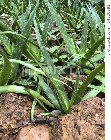 aloe vera plants on a botanical garden aloe vera plants on a botanical garden 54520891