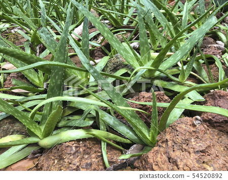 aloe vera plants on a botanical garden aloe vera plants on a botanical garden 54520892