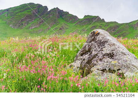Single rock in blooming mountain meadow. Green pasture 54521104