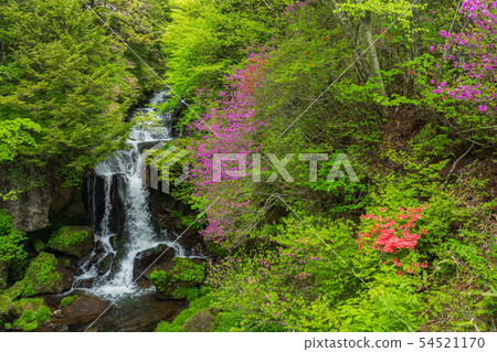 (栃木縣)蜜蜂杜鵑花盛開,Oku Nikko,Ryuto瀑布 (栃木縣)蜜蜂杜鵑花盛開,Oku Nikko,Ryuto瀑布 54521170