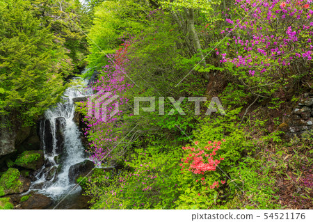 (Tochigi Prefecture) Honey bee azalea blooms, Oku Nikko, Ryuto Falls 54521176