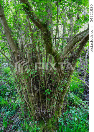 Husa Zakura Nagano Prefecture 54521920