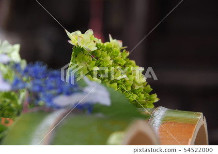 繡球 繡球 54522000