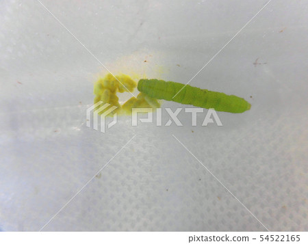 繭蜂科 54522165