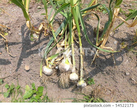 Cultivation of garlic 54522173