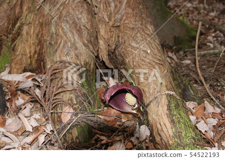 Zazensou blooming between tree roots 54522193