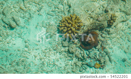 Camouflage octopus waiting for opportunities. 54522201