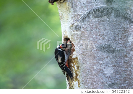 Akagera Akagera 54522342