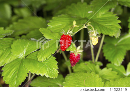 Ezo重草莓 Ezo重草莓 54522349