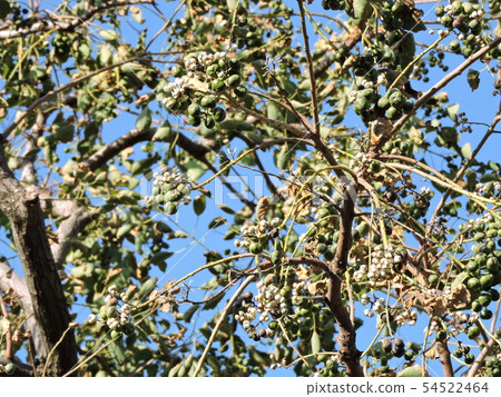 Fruit of the Nankinhase 54522464