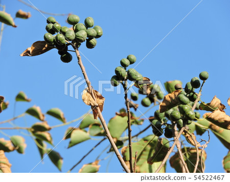 Nankinhase的果實 54522467