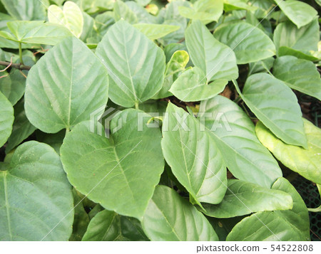 green leaves background 54522808