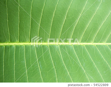 leaf texture 54522809