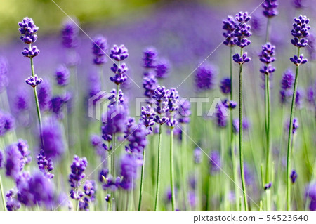 Furano Lavender 1 54523640