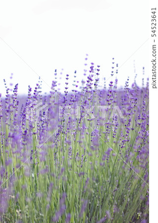 Furano's lavender 2 Furano's lavender 2 54523641