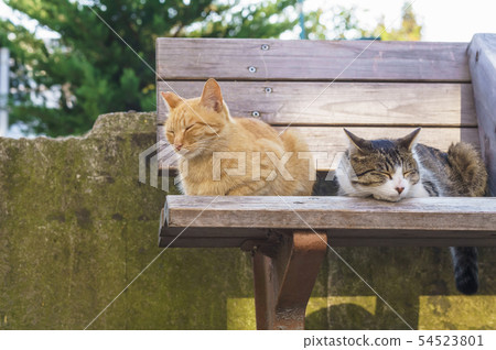 Cat  54523801