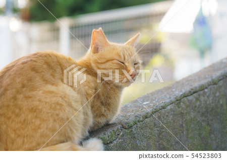 Cat Cat 54523803