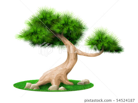 Decorative bonsai tree pine isolated Decorative bonsai tree pine isolated 54524187