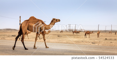 Camels on the road in Oman Camels on the road in Oman 54524533