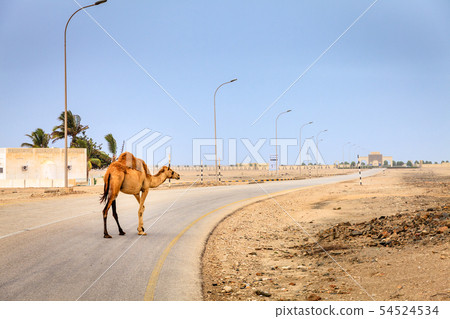 Camel on the road in Oman Camel on the road in Oman 54524534