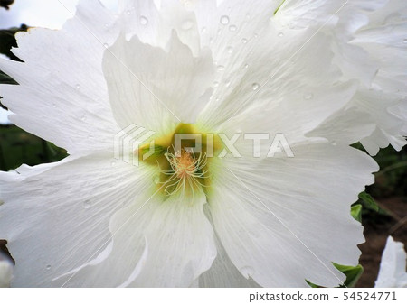 White flower of Tachiman early summer 54524771