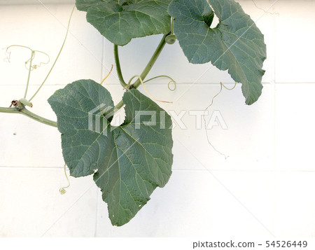 Leaves background Leaves background 54526449