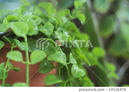 Close-up Dave ornamental plant 54526478