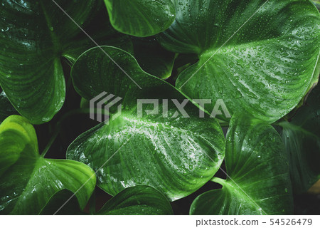 Close-up Water Drop on Homalomena, Expedita Plant 54526479