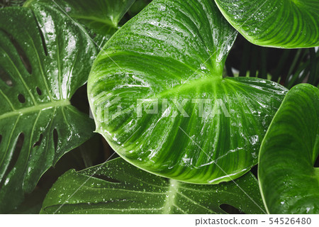 Close-up water drop on Monstera or Swiss Cheese 54526480