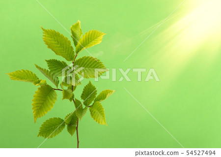 Young tree branch with sunlight 54527494