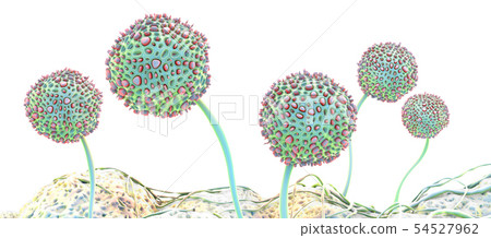 Microscopic image of growing molds or mold fungus Microscopic image of growing molds or mold fungus 54527962