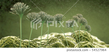Microscopic image of growing molds or mold fungus Microscopic image of growing molds or mold fungus 54527964