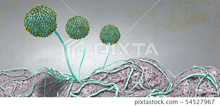 Microscopic image of growing molds or mold fungus Microscopic image of growing molds or mold fungus 54527967