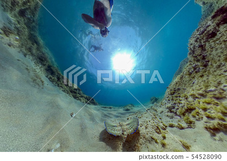 Flying gurnard Dactylopterus volitans dish Flying gurnard Dactylopterus volitans dish 54528090